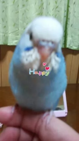 愛鳥さんの写真