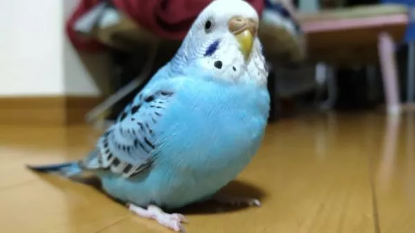 愛鳥さんの写真