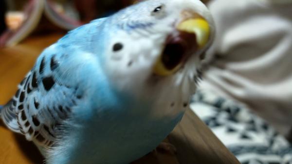愛鳥さんの写真