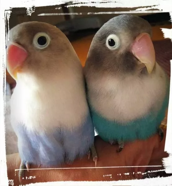 愛鳥さんの写真