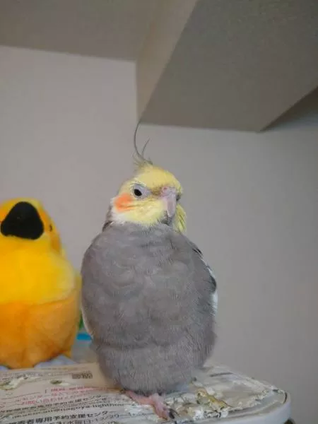 愛鳥さんの写真