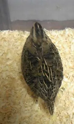 愛鳥さんの写真