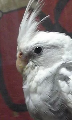 愛鳥さんの写真