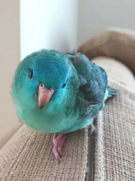 愛鳥さんの写真