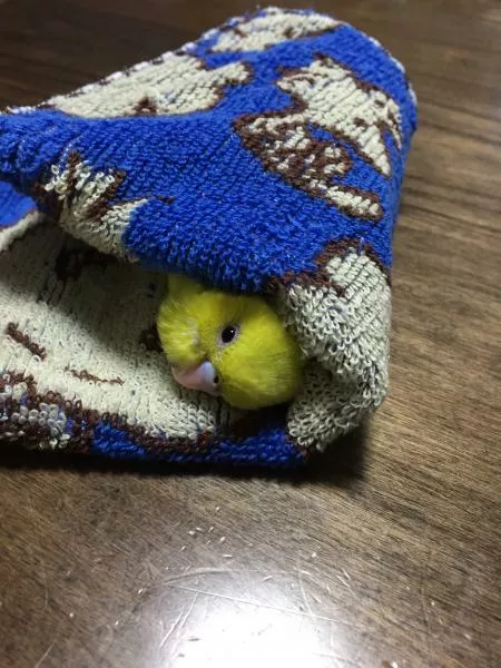 愛鳥さんの写真