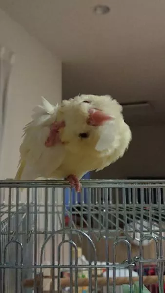 愛鳥さんの写真