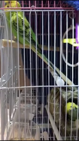 愛鳥さんの写真