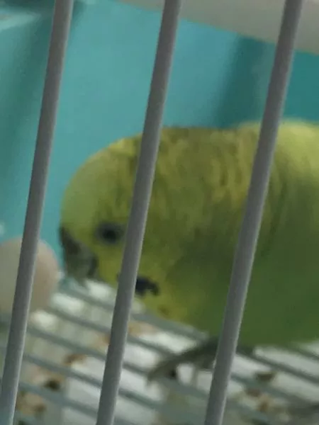 愛鳥さんの写真