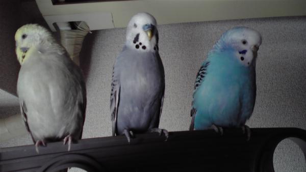 愛鳥さんの写真