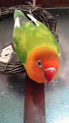 愛鳥さんの写真