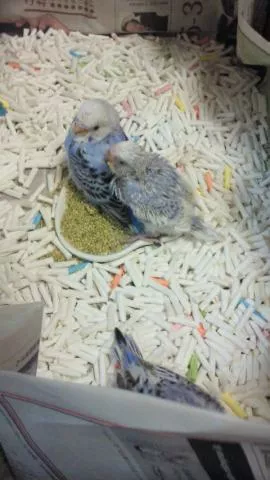 愛鳥さんの写真