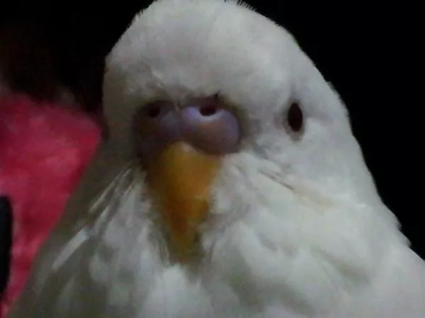 愛鳥さんの写真