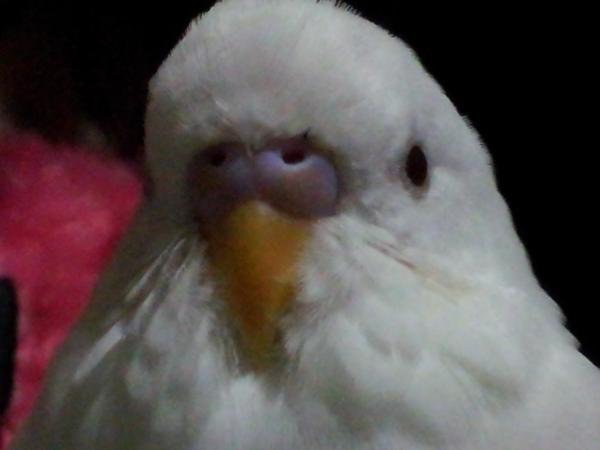 愛鳥さんの写真
