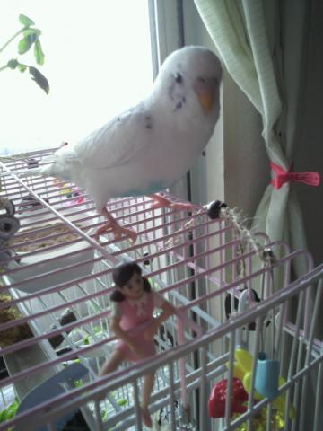 愛鳥さんの写真