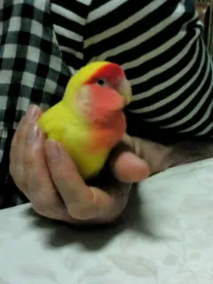愛鳥さんの写真
