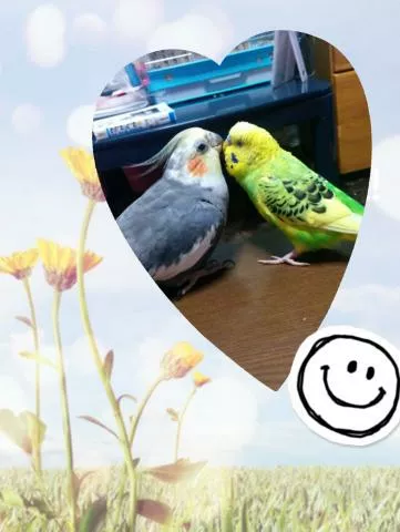 愛鳥さんの写真