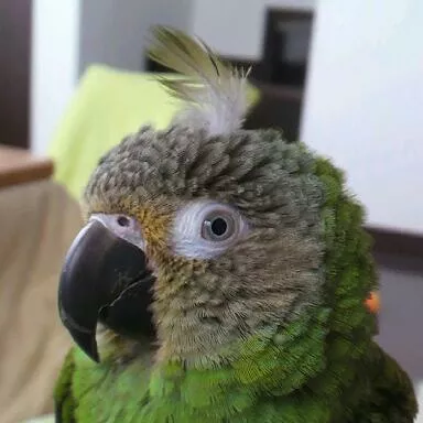 愛鳥さんの写真