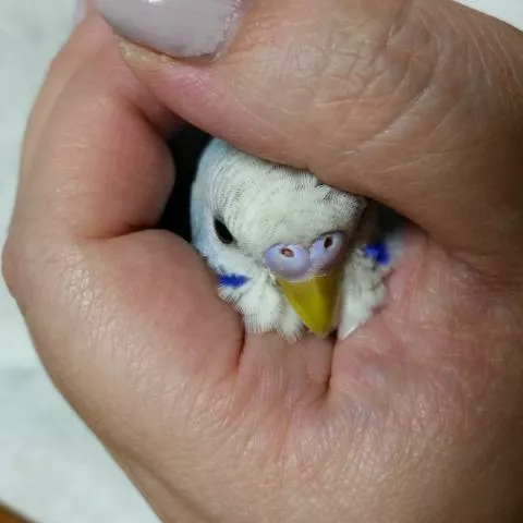 愛鳥さんの写真