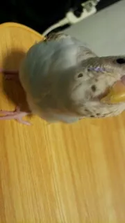 愛鳥さんの写真