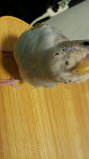 愛鳥さんの写真