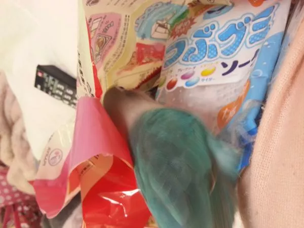 愛鳥さんの写真