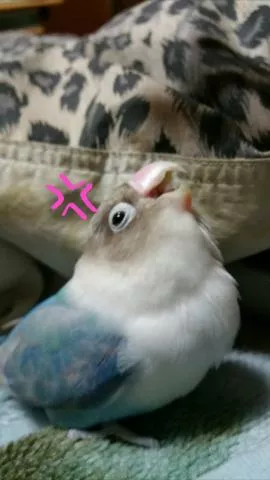 愛鳥さんの写真