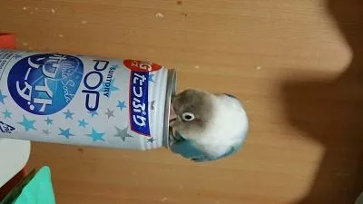 愛鳥さんの写真