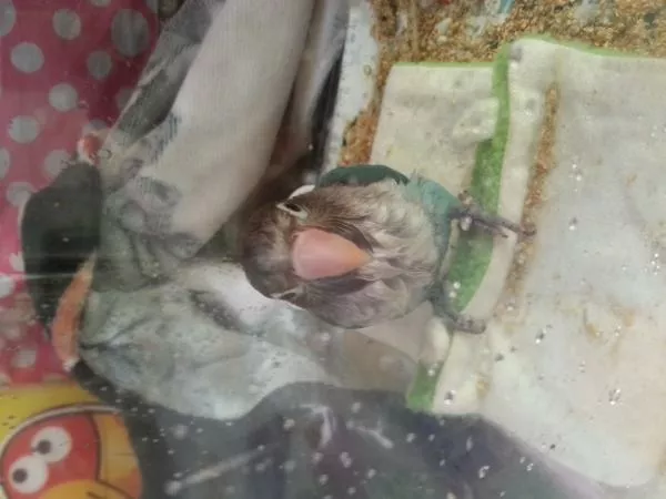 愛鳥さんの写真