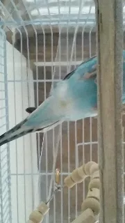 愛鳥さんの写真