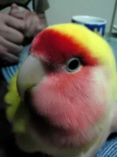愛鳥さんの写真
