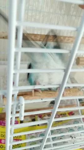 愛鳥さんの写真