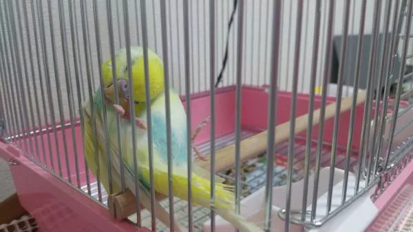 愛鳥さんの写真