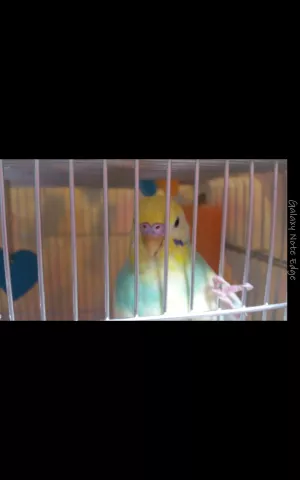 愛鳥さんの写真