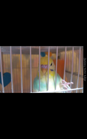 愛鳥さんの写真