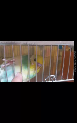 愛鳥さんの写真