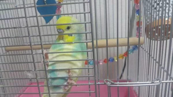 愛鳥さんの写真