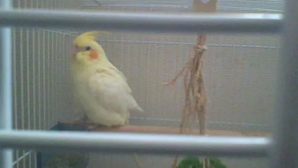 愛鳥さんの写真