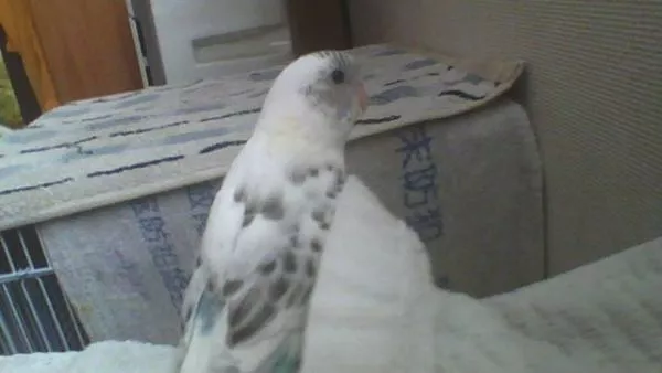 愛鳥さんの写真