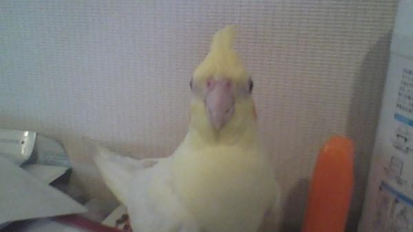 愛鳥さんの写真