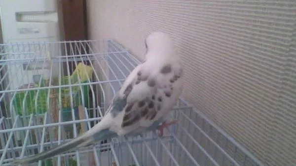 愛鳥さんの写真