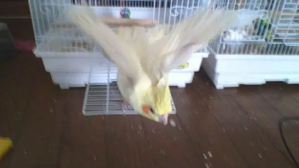 愛鳥さんの写真