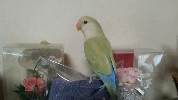 愛鳥さんの写真