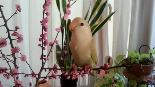 愛鳥さんの写真