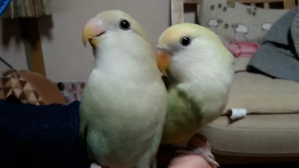 愛鳥さんの写真