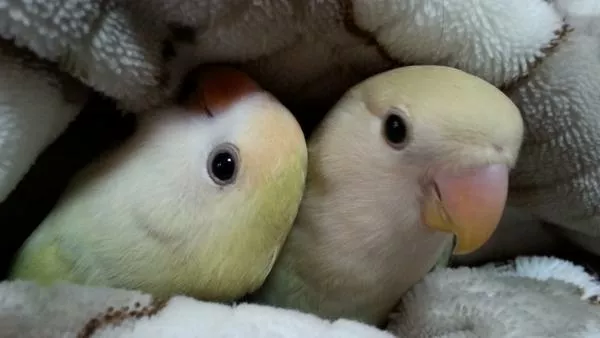 愛鳥さんの写真