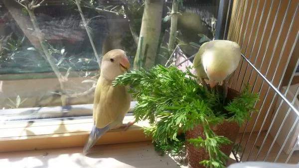 愛鳥さんの写真