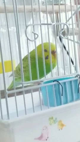 愛鳥さんの写真