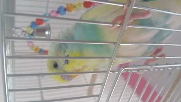 愛鳥さんの写真