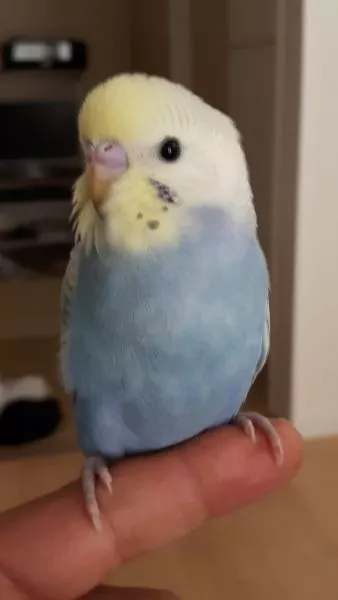 愛鳥さんの写真