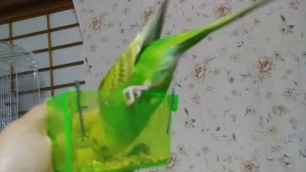 愛鳥さんの写真